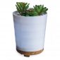 Potted Succulent Medium Ultra Sonic Diffuser