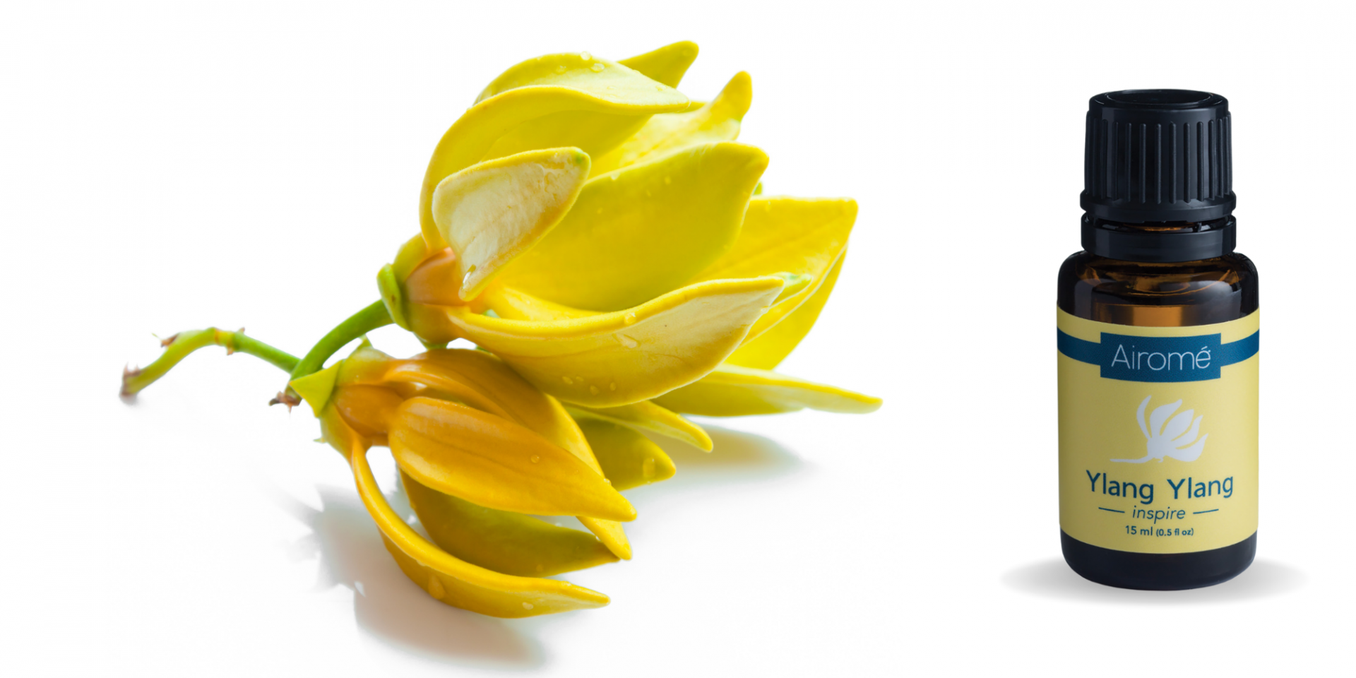 5 of the Best Essential Oils for Stress and Anxiety Airome