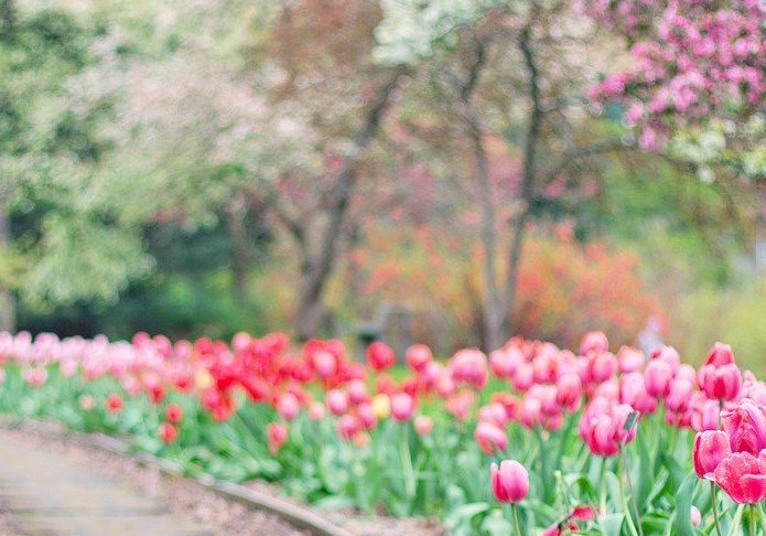 5 Diffuser Blends for Spring