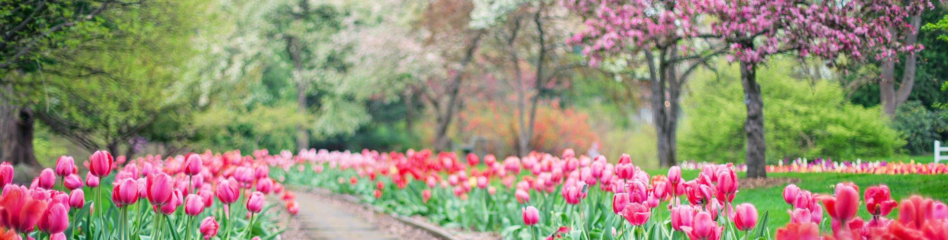 5 Diffuser Blends for Spring